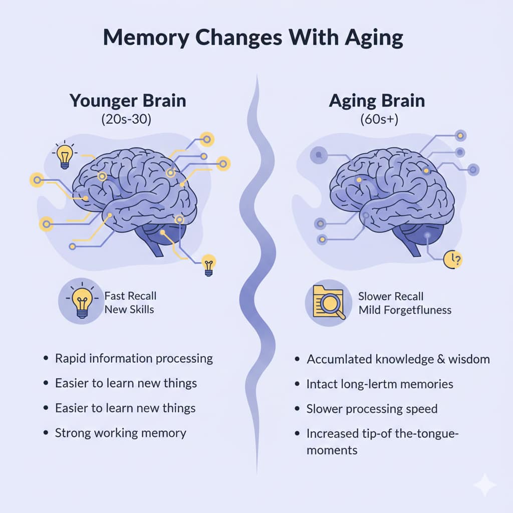 A comparative infographic titled "Memory Changes With Aging" showing a side-by-side illustration of a younger brain with fast recall and an aging brain with accumulated wisdom.